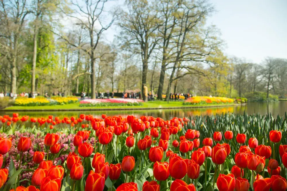 Tulipas